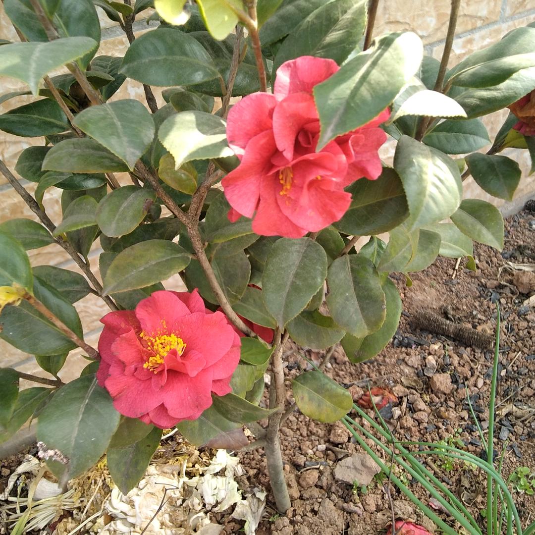 红