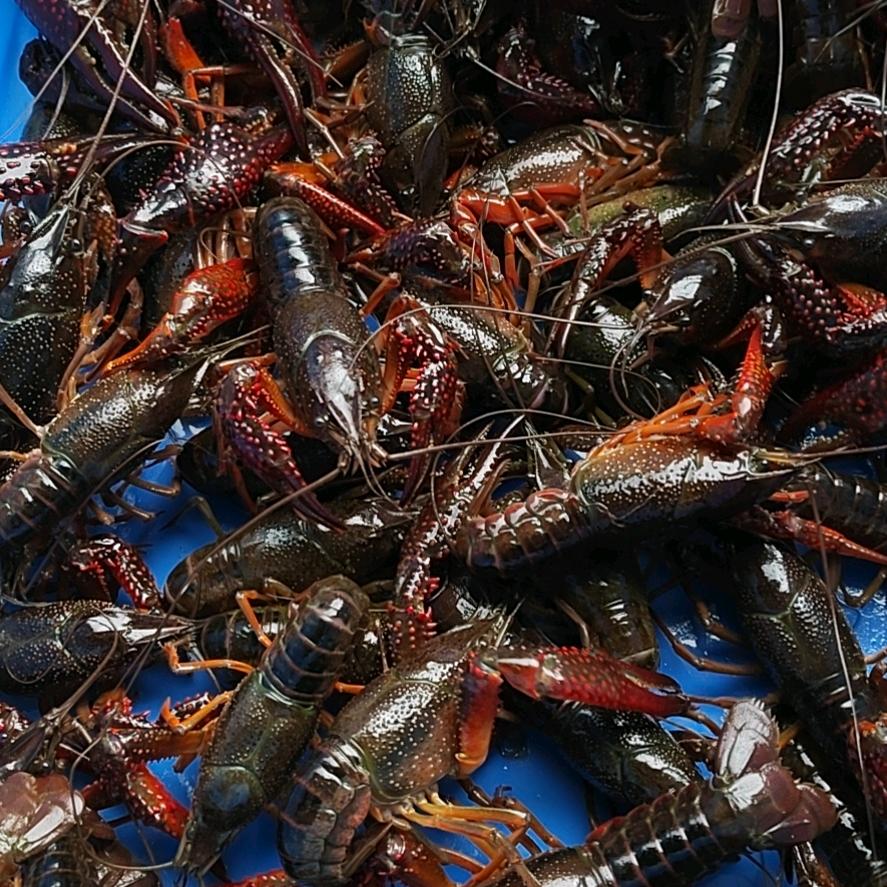 鞍心新生态农业