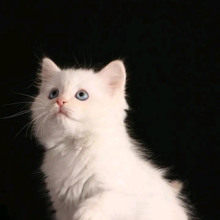 凌云