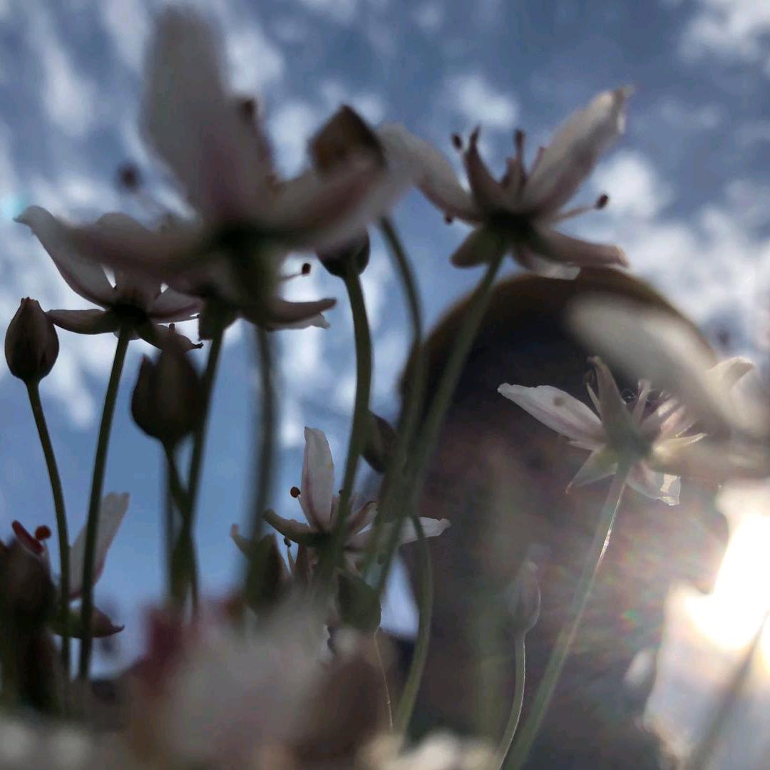 小宝贝的大橘猫