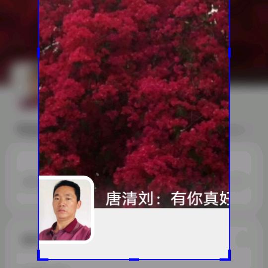 唐清刘
