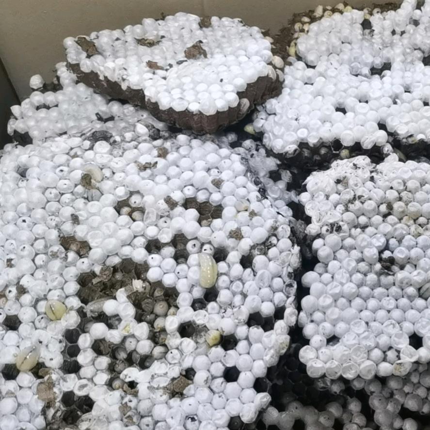 茂野特色食材（永成餐馆）蜂蛹  河鲜