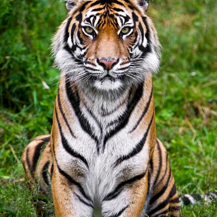 平平安安才是福