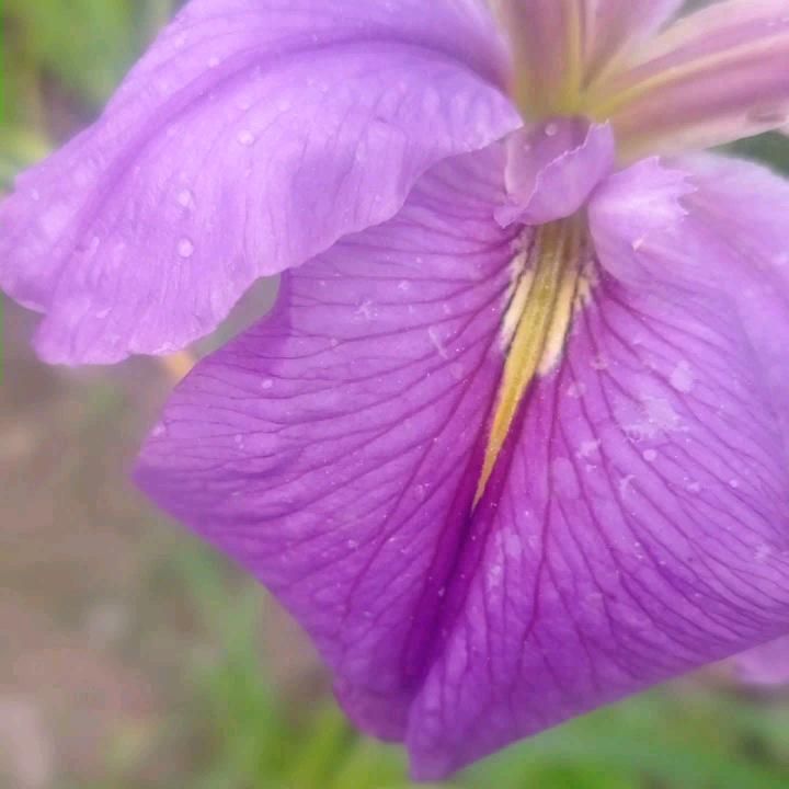 轻舞飞蝶