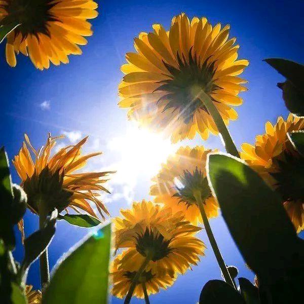 🍀🍀幸运四叶草🍀🍀