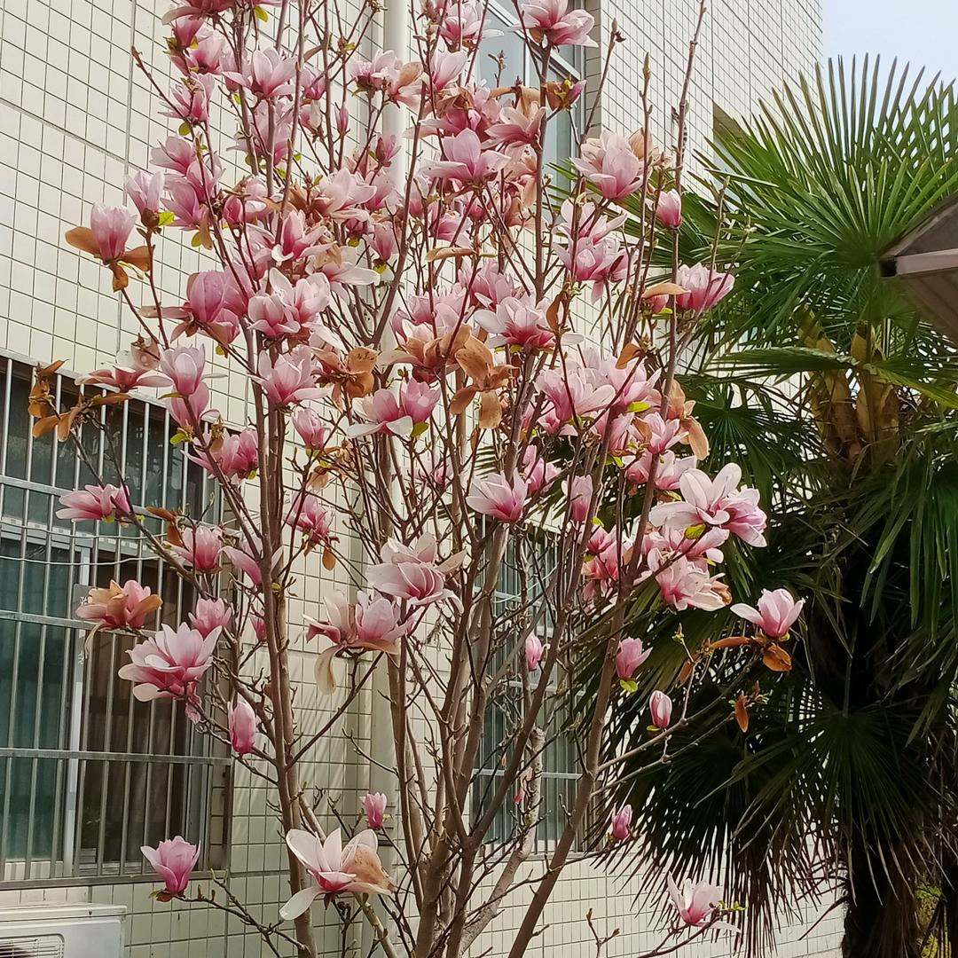 如烟似梦