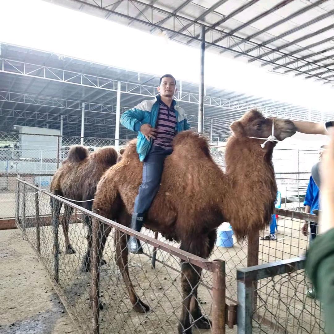 方记马肉驴肉骆驼肉田鼠