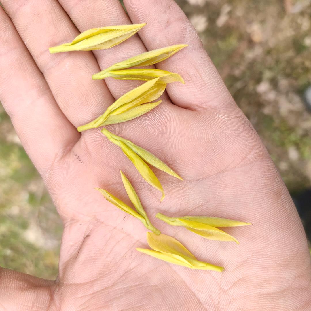 四川达州黄茶，白茶，奶白茶，自产自销