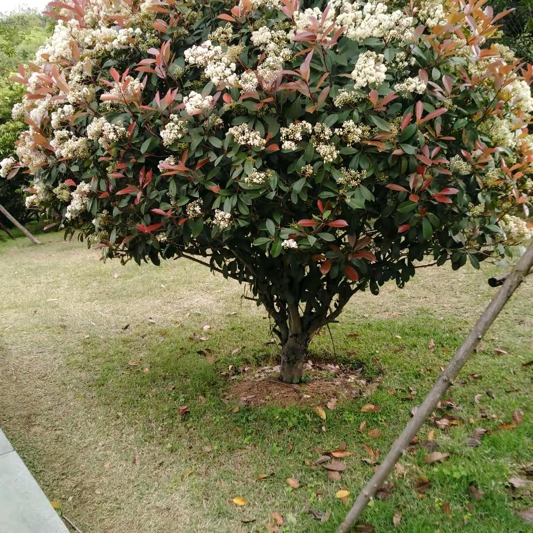 刘美珍