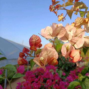 小许的花店