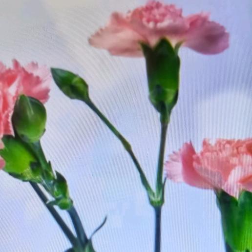 葡萄姐