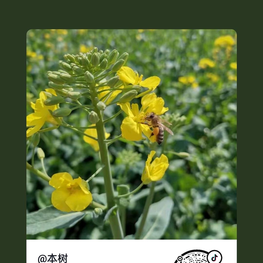 本树