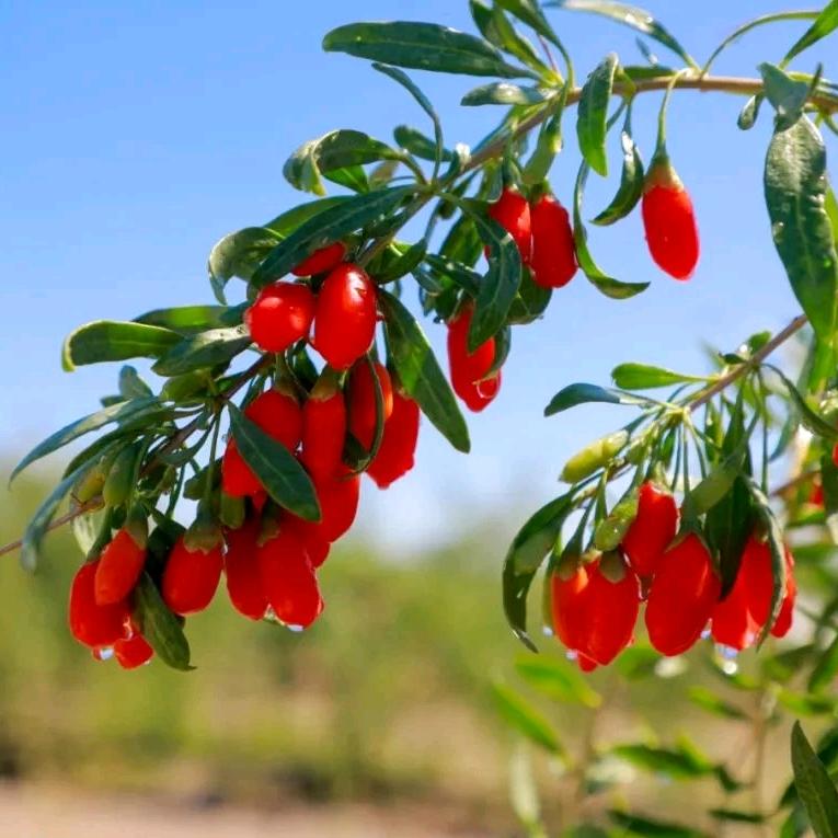 @包你满意—精河枸杞