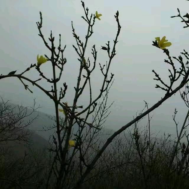 浅陌