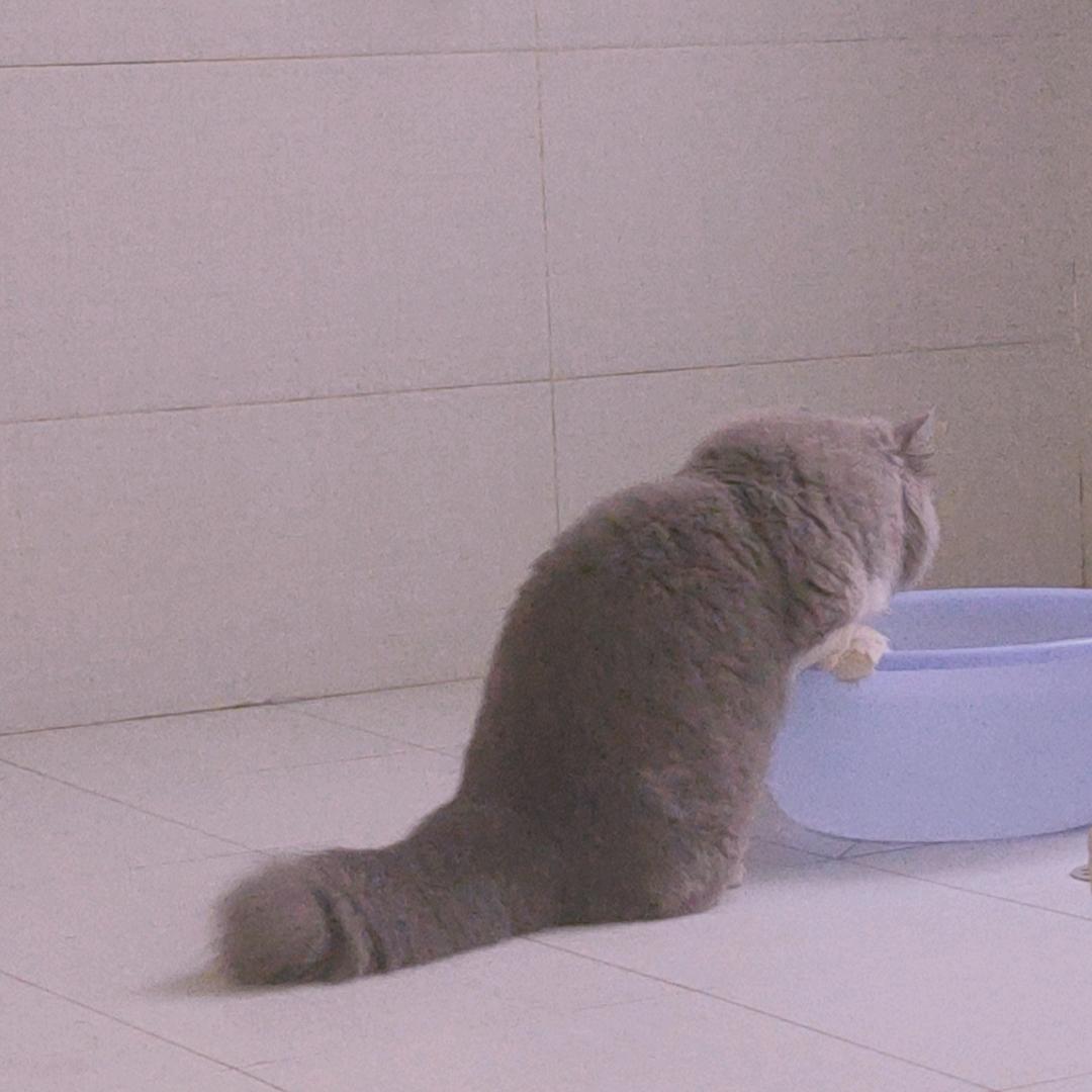 胖胖i