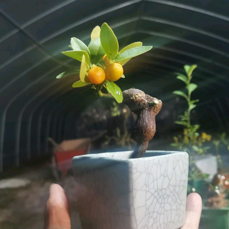 三门县艺鑫