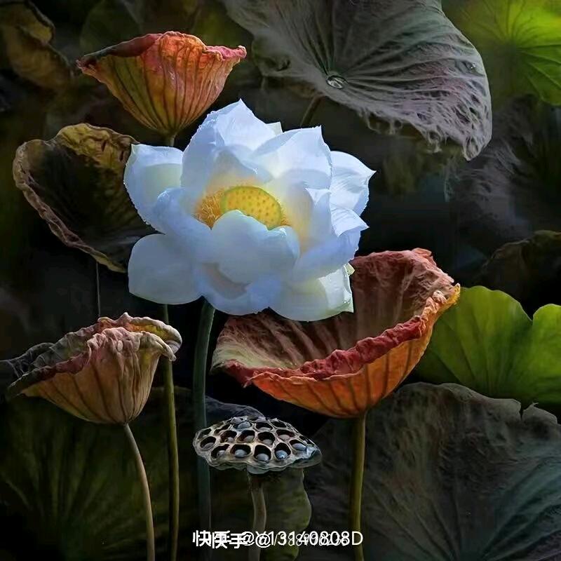 菊花味的清香