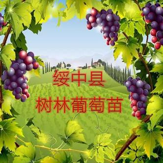小庄子镇树林葡萄果树苗木专营店