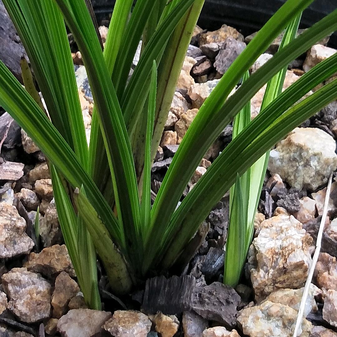 随县殷店镇明友花卉苑的小店