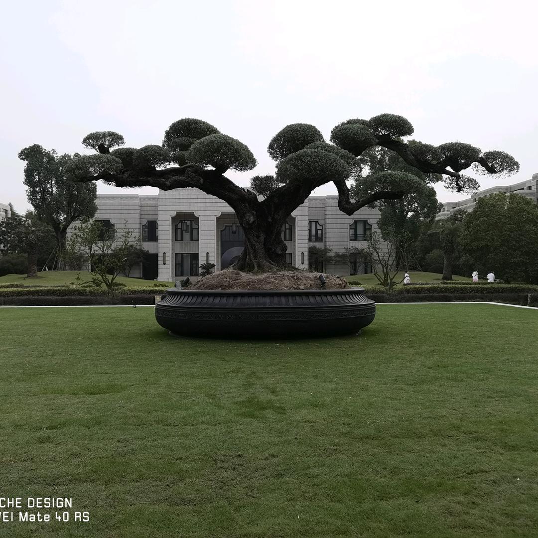 虎鑫