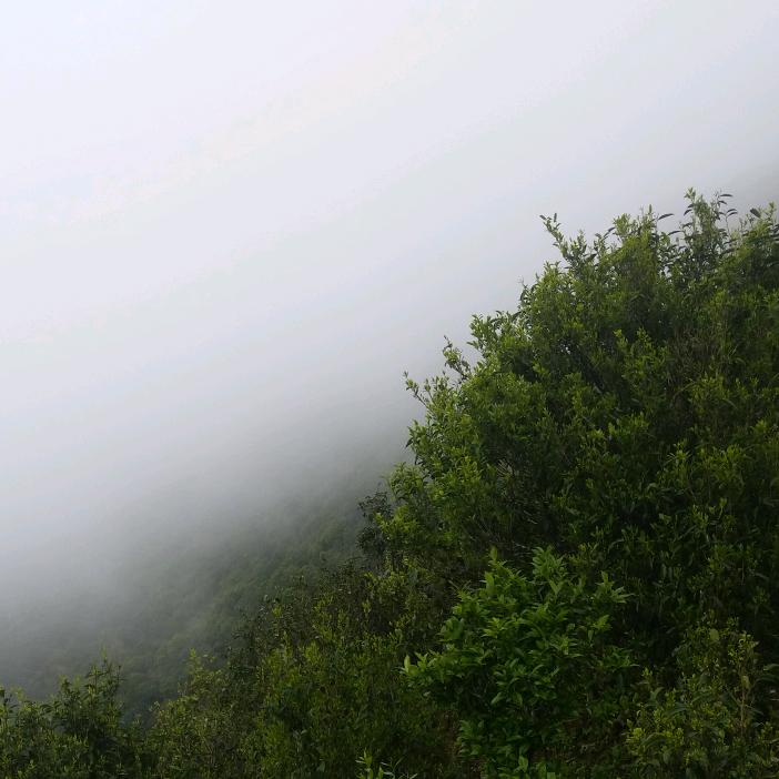 饶平芝香茶行！凤凰单丛！