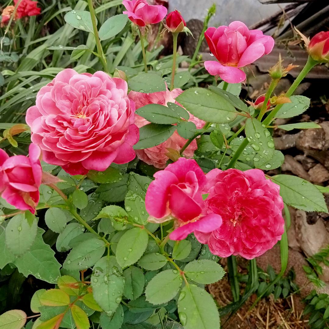 木🌹易🌹☔🌷拒绝连赞🌹