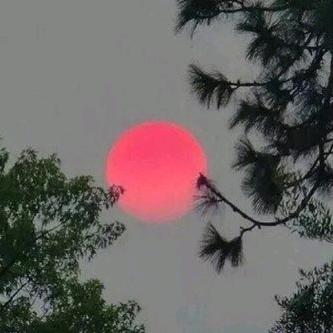 迷鸟归林