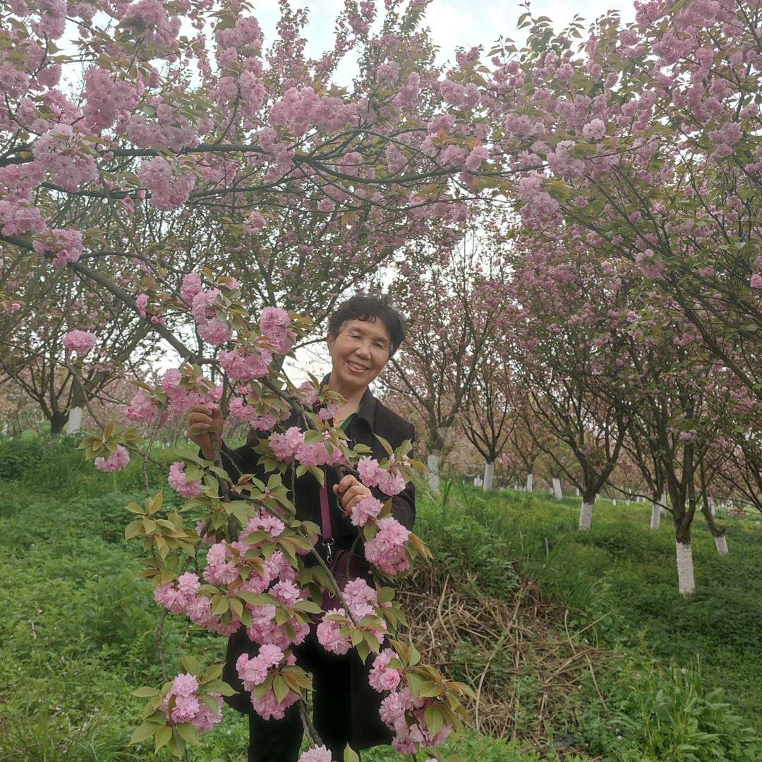 桃姨