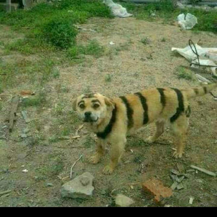 nn头像