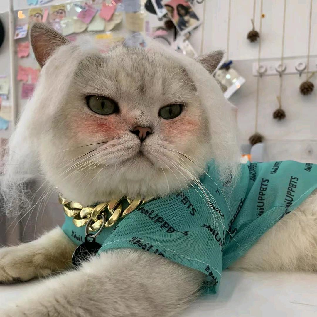 猫咪派对啊