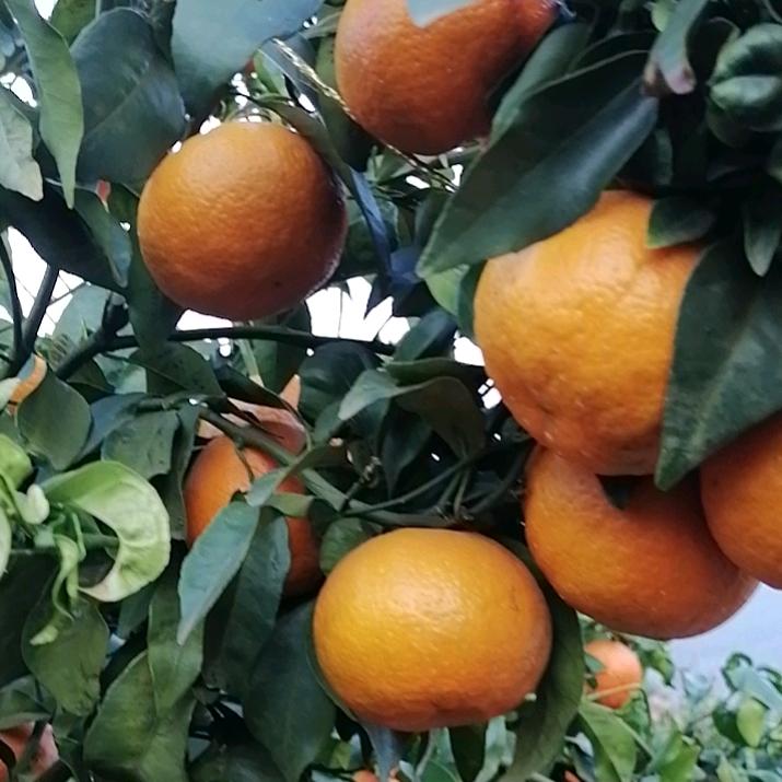 难得糊涂一