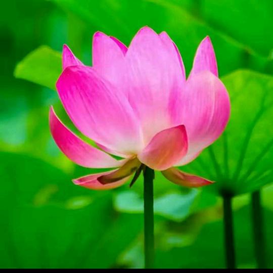 永远快乐🍀