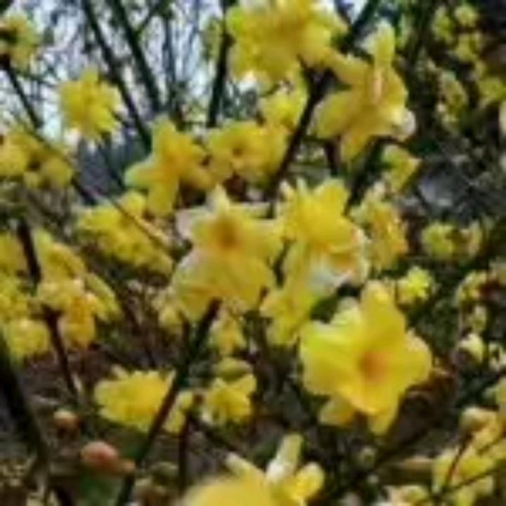 蒋丽红