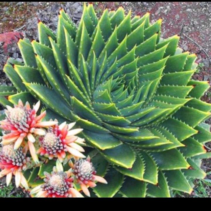 什么花开在水里