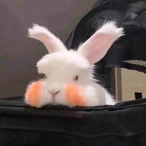 学游泳的猫猫🐱