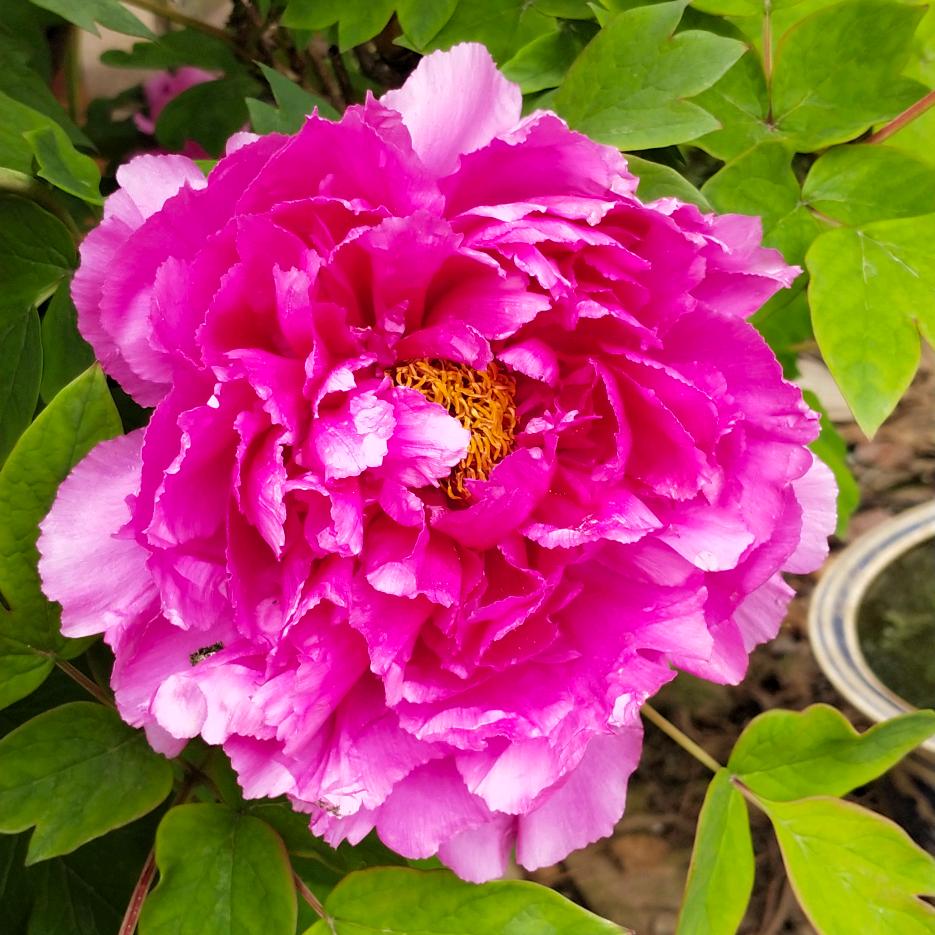 小苹果