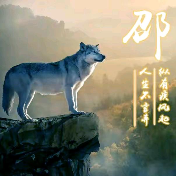 狼王1133