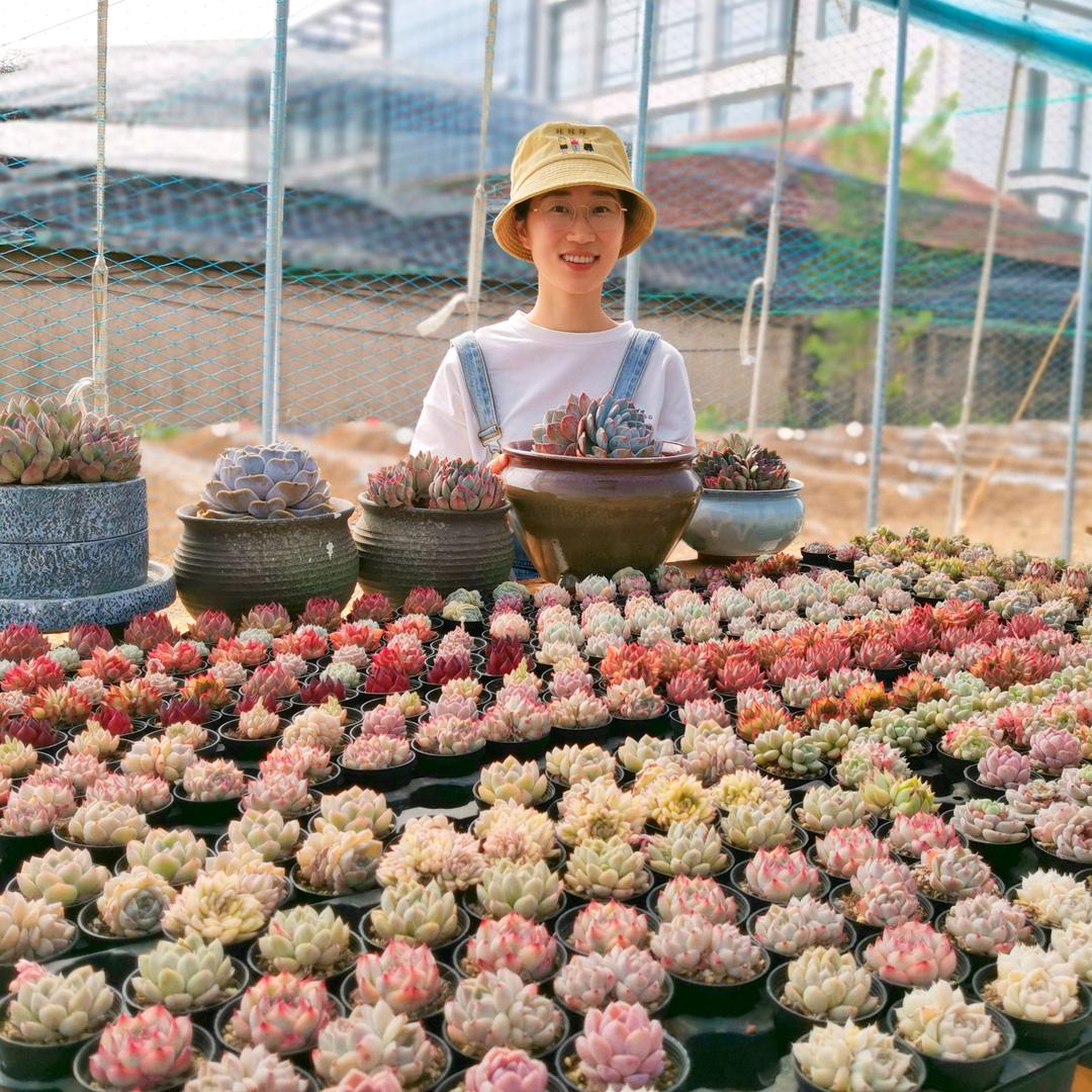 愈花房多肉