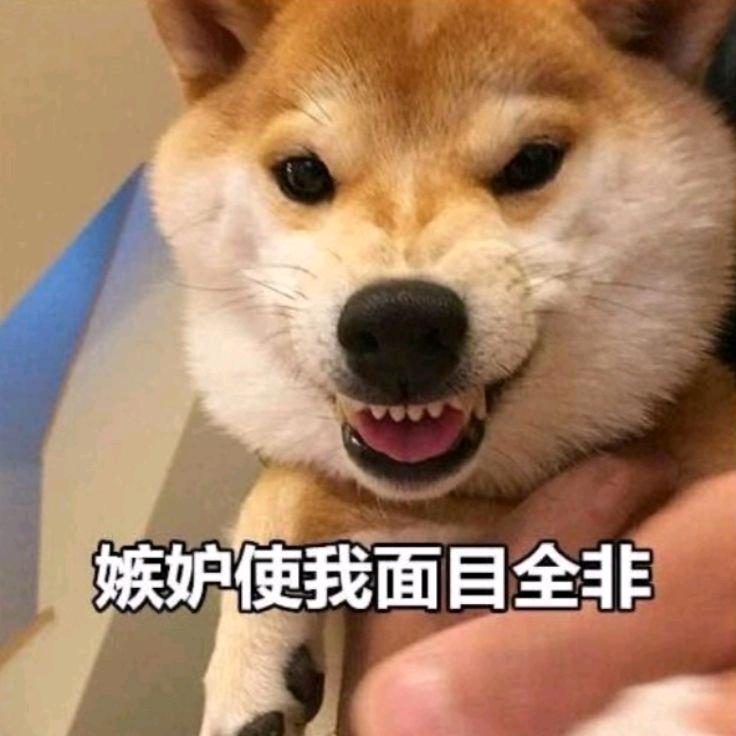 为了看宝贝的土🐕头像