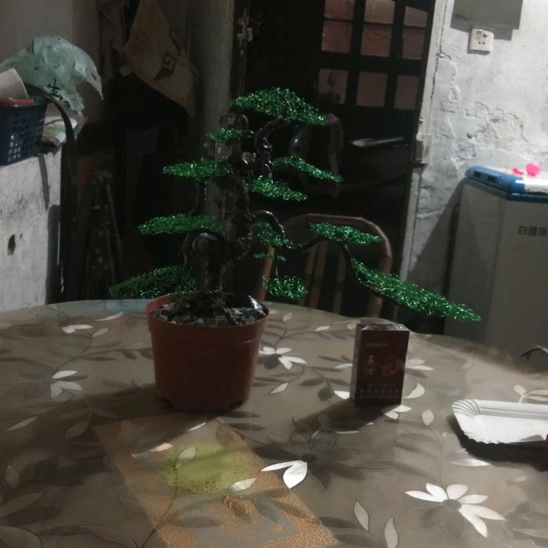 @罗汉松造型＃小冯1598862902