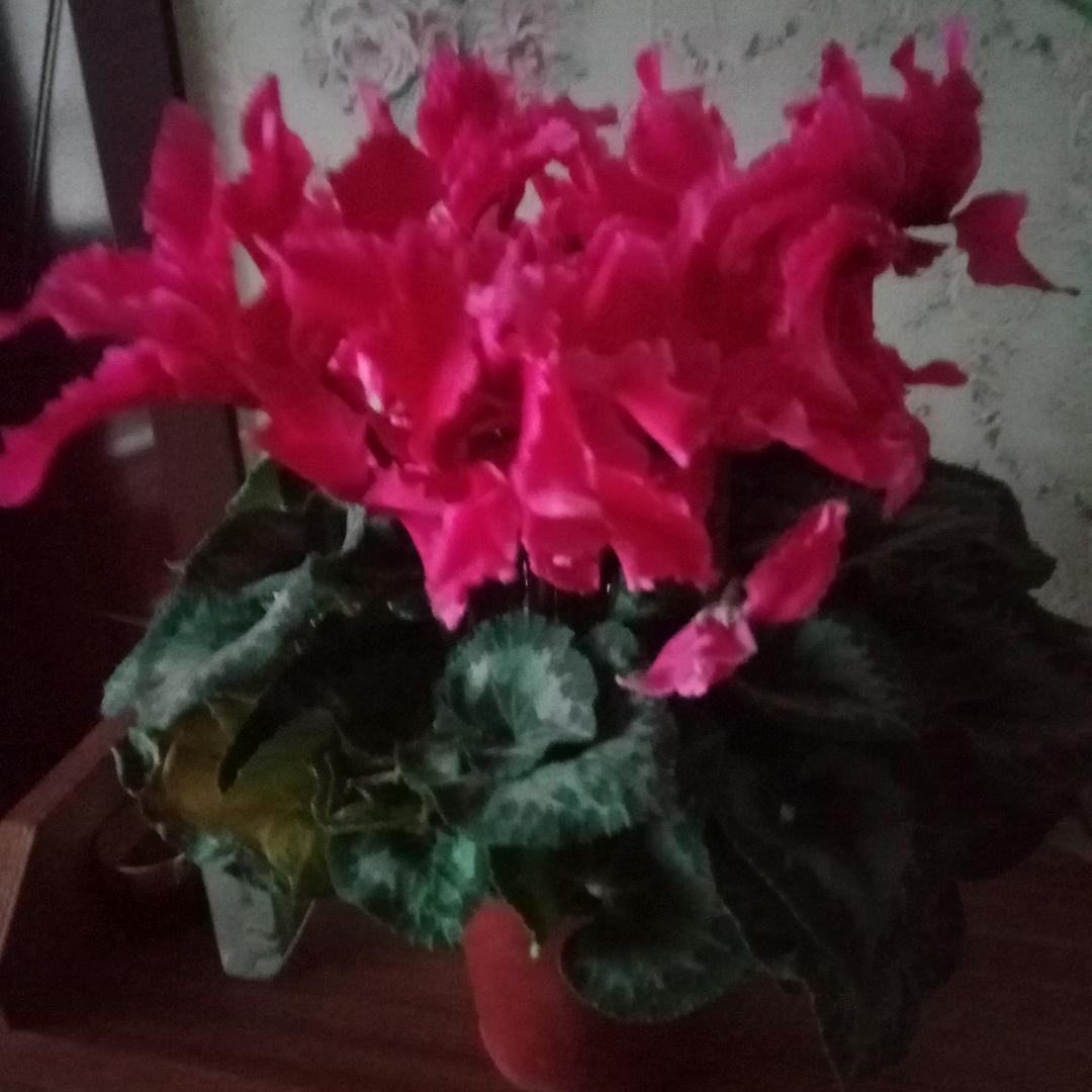寂寞的狮子