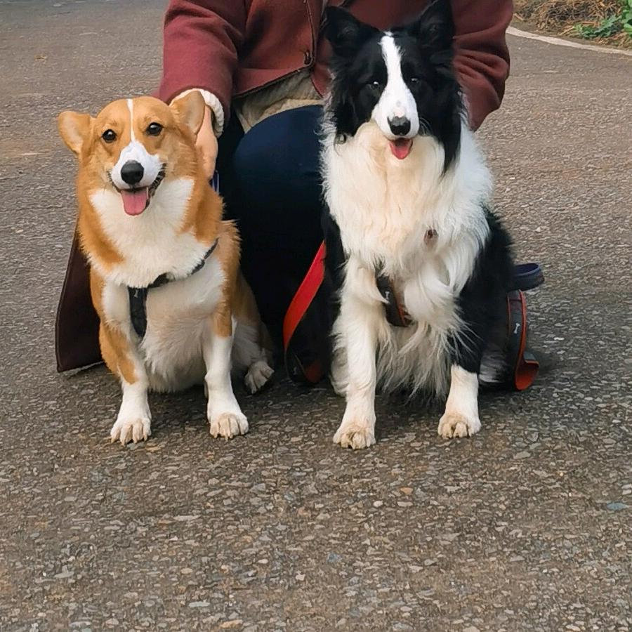 柯基贝贝&边牧殷殷