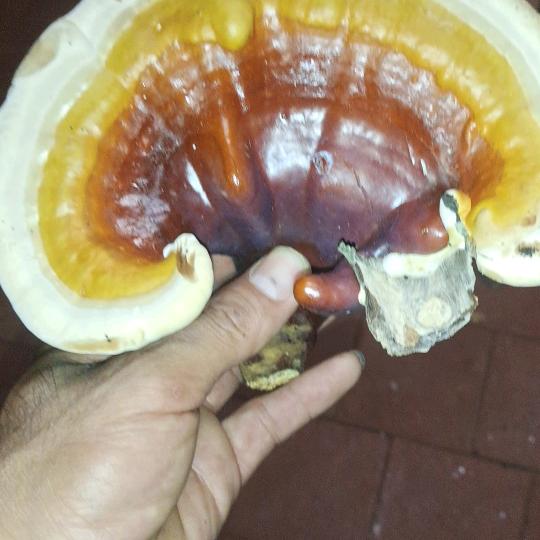 草上飞