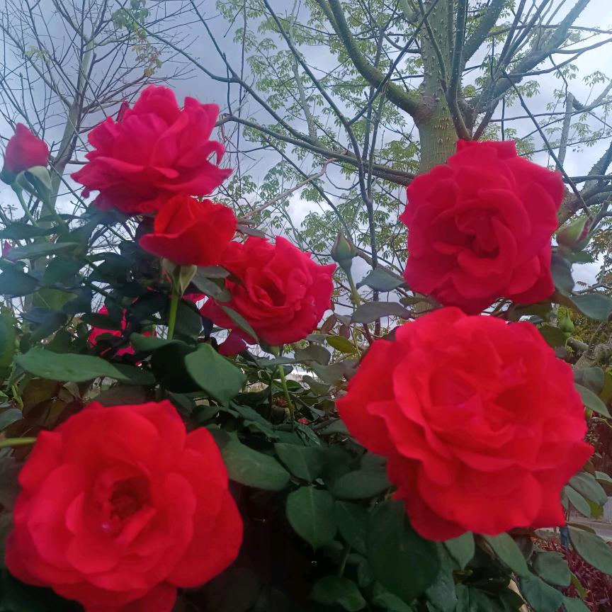 ໑ຼₒ₂₃ღ᭄刘连王返🕊꧔ꦿ᭄💞