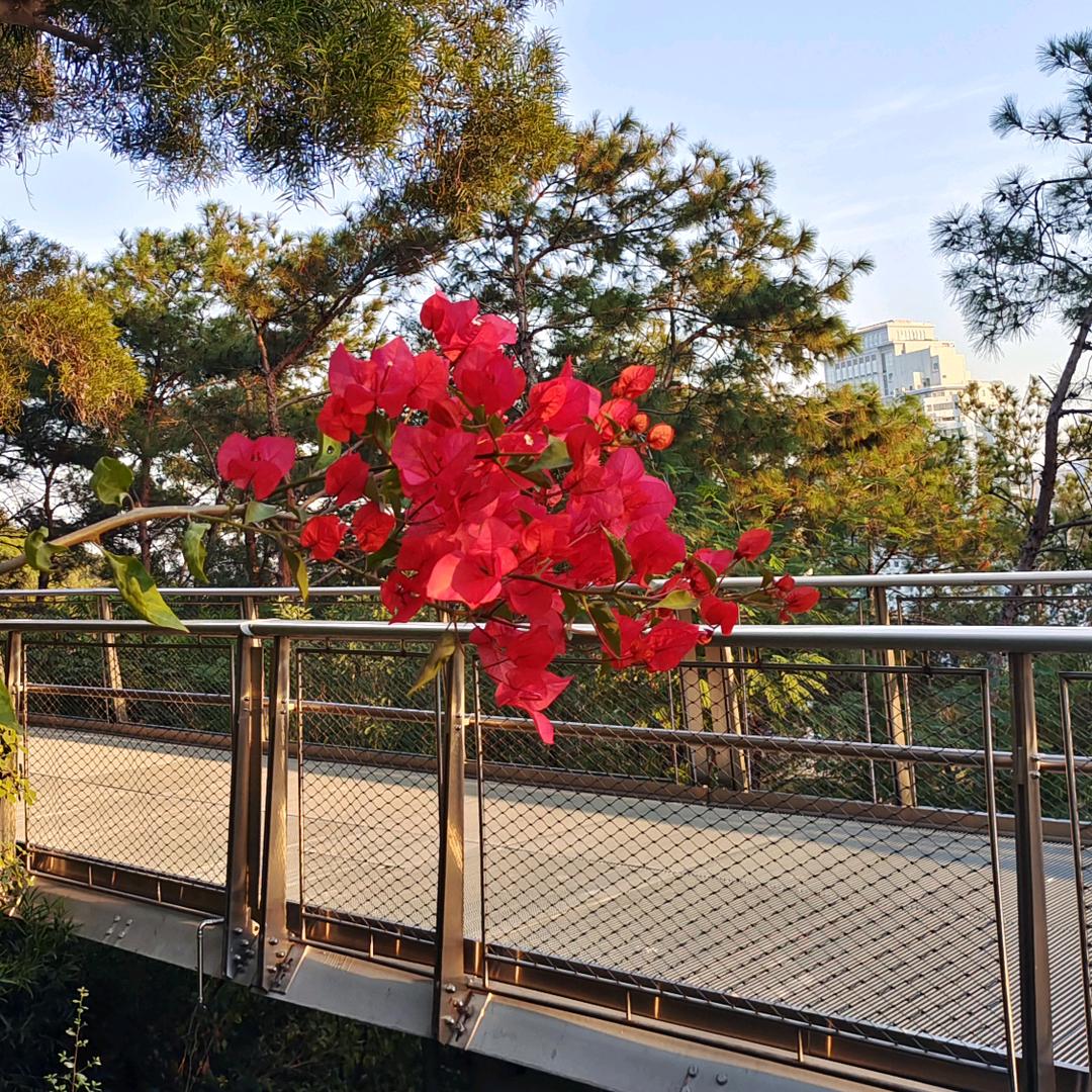 浪子阿甘