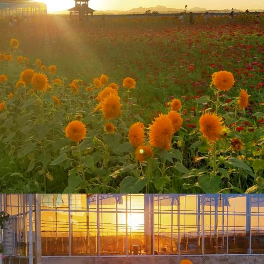 向日葵花海。