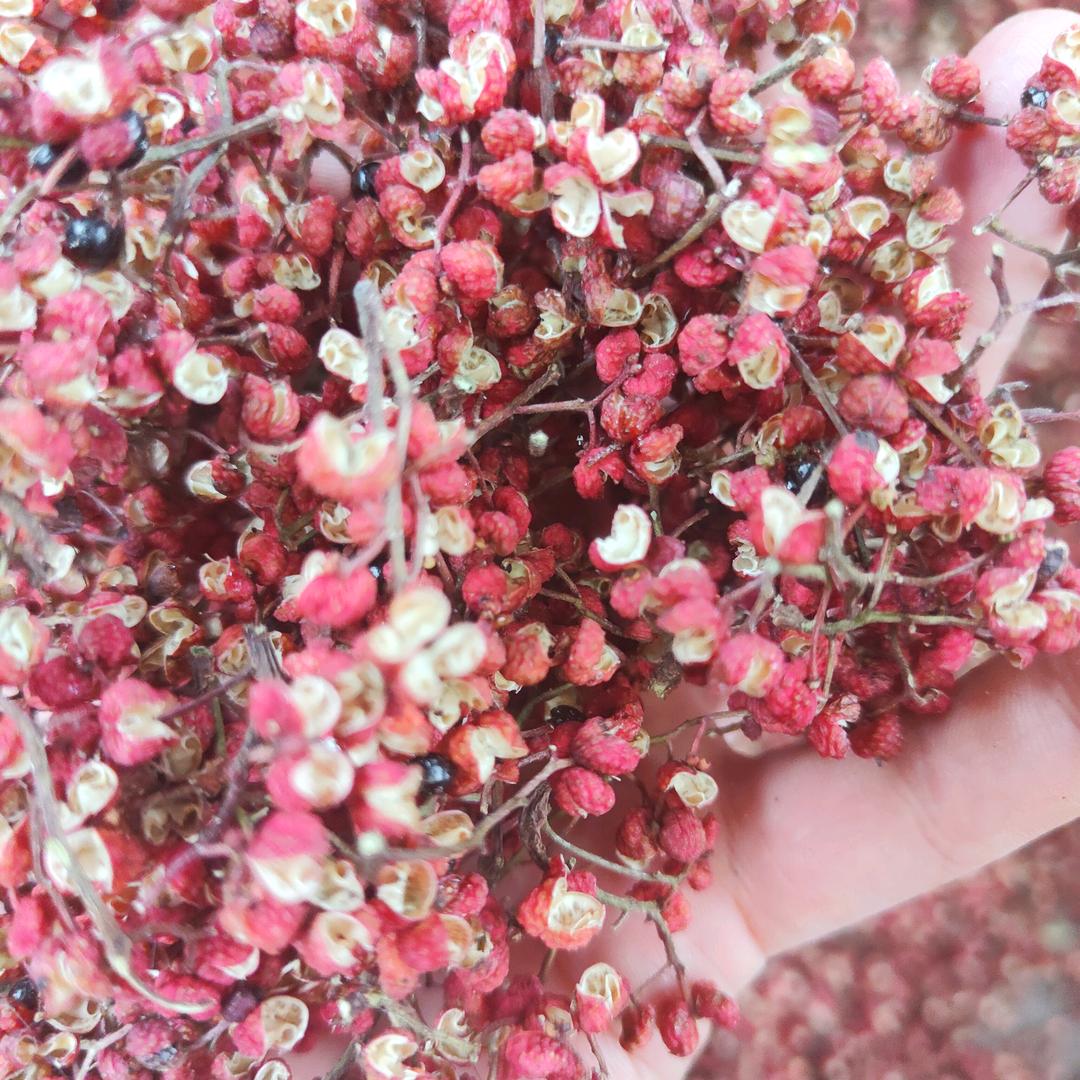 花椒小王