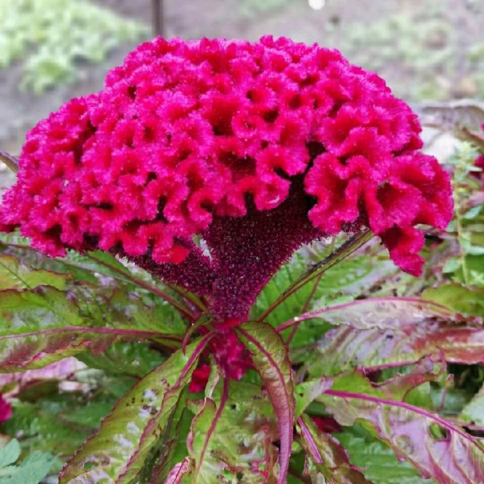胡银花