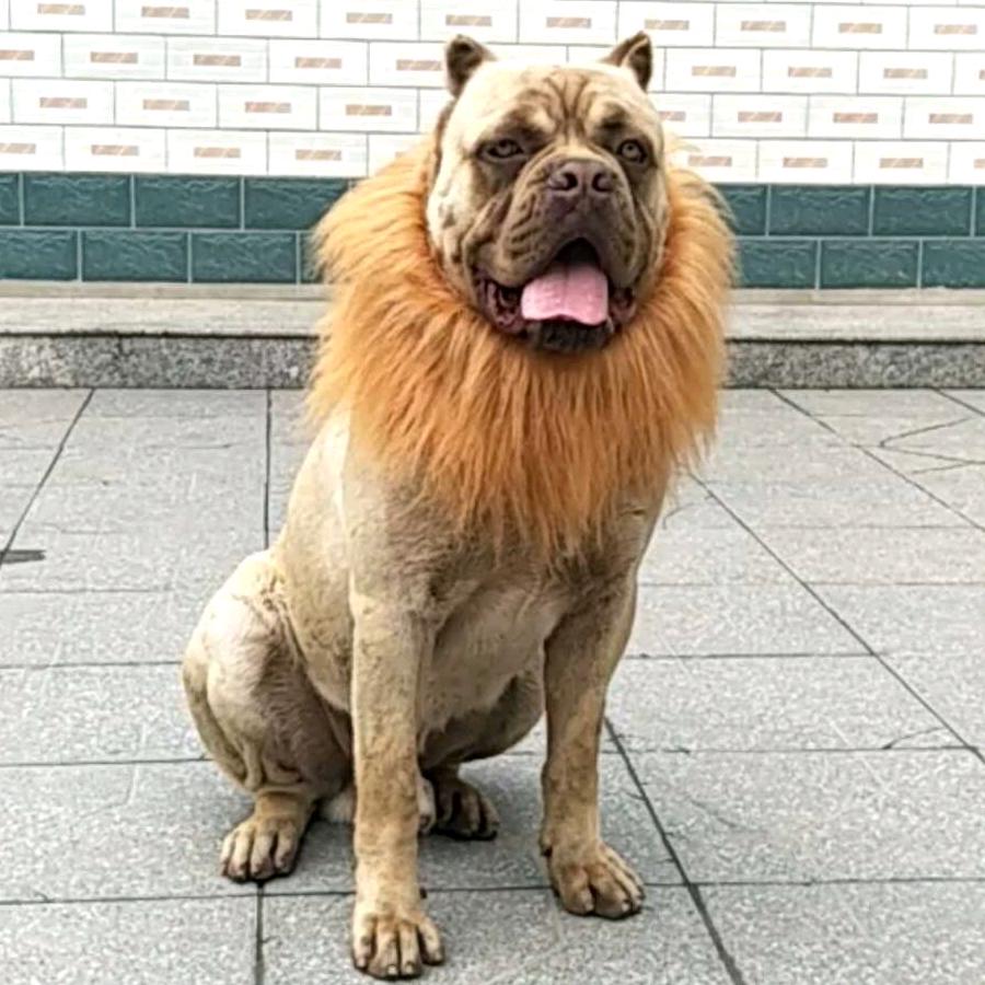 金毛狮王