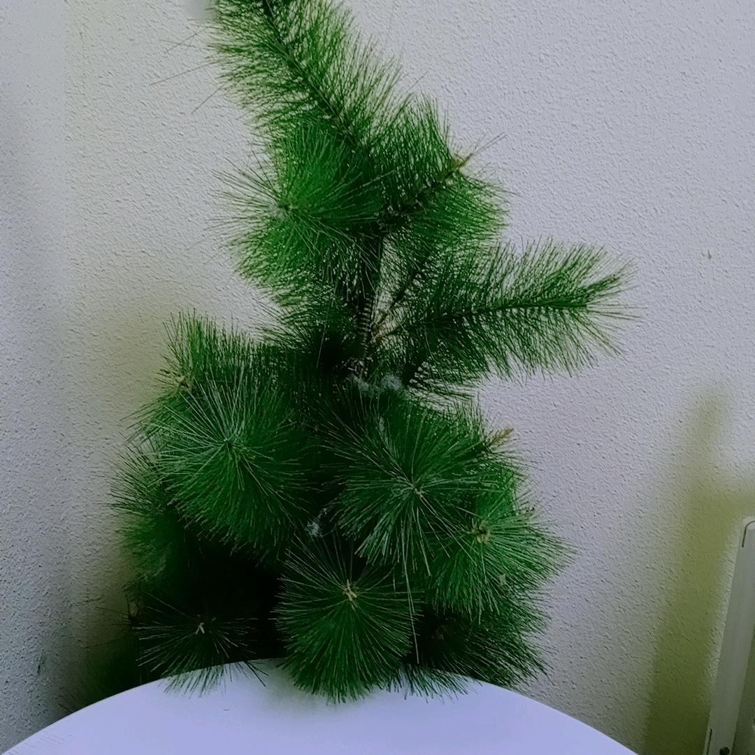 ✿✿ヽ(°▽°)ノ✿